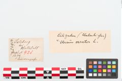 Etiketten zu Zahnanhänger (NHMW-PRAE-024954)